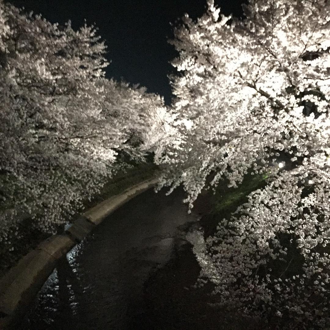 iPhone撮影にしては、頑張った。無加工。#夜桜