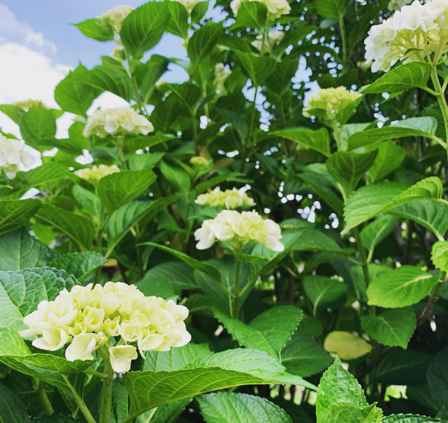 事務所裏庭は紫陽花が垣根になる梅雨シーズン。