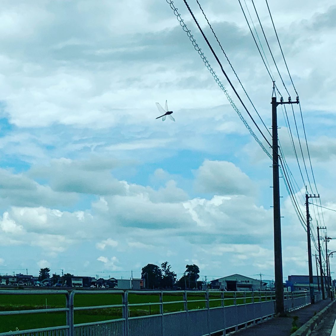 ナビで移動中、知らない道ばかり誘導されたので、知らない景色の中に。あれ？トンボさんがいる！！