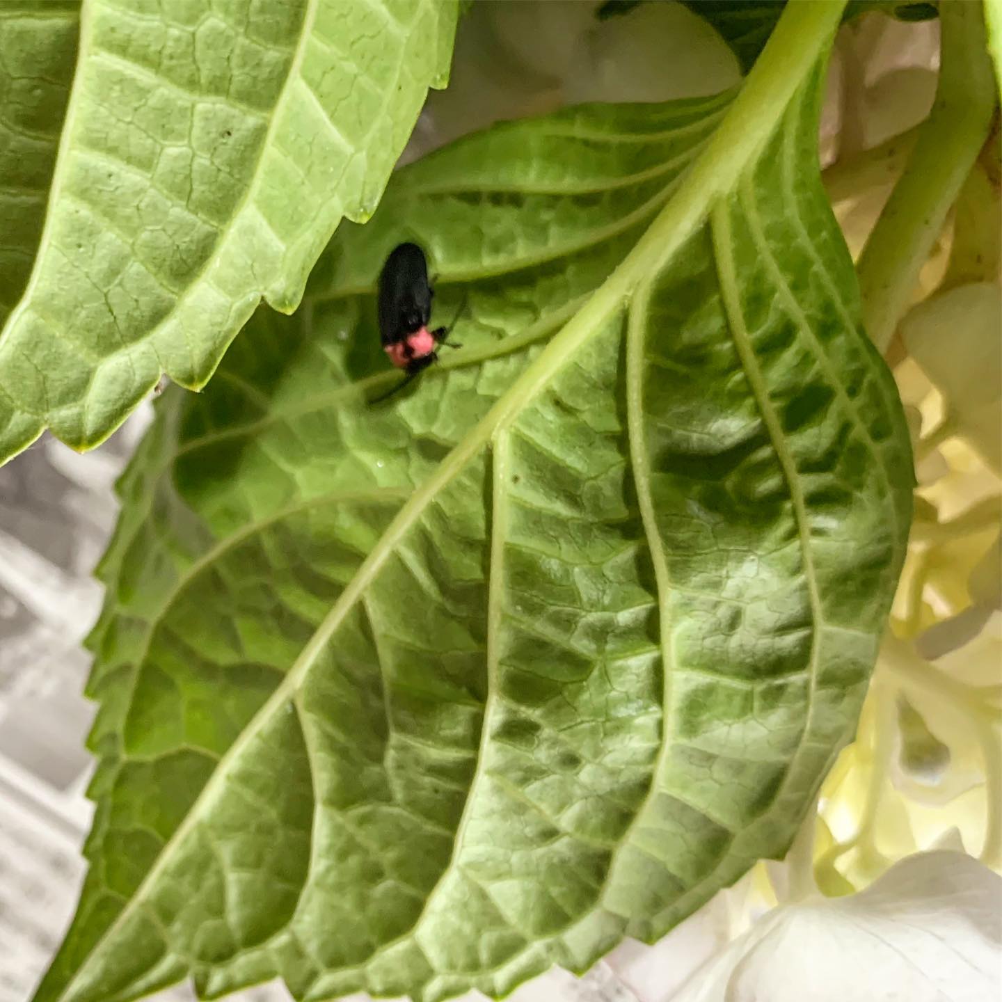 今日も密かに紫陽花を仕込んでいるのですが、ホタルさんがいて、停滞中。