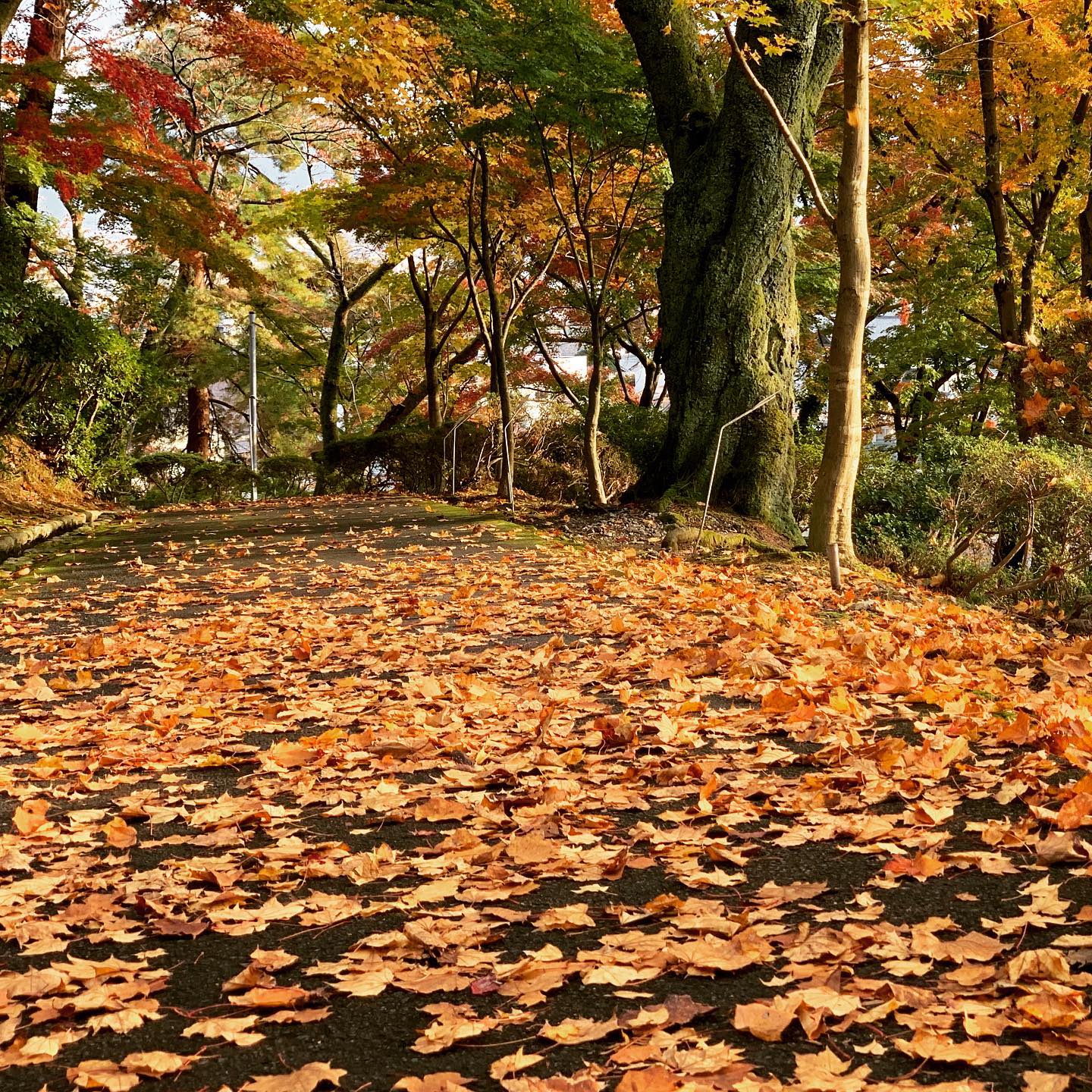 ギター受け取りに行く前に、なんとなく西山公園。