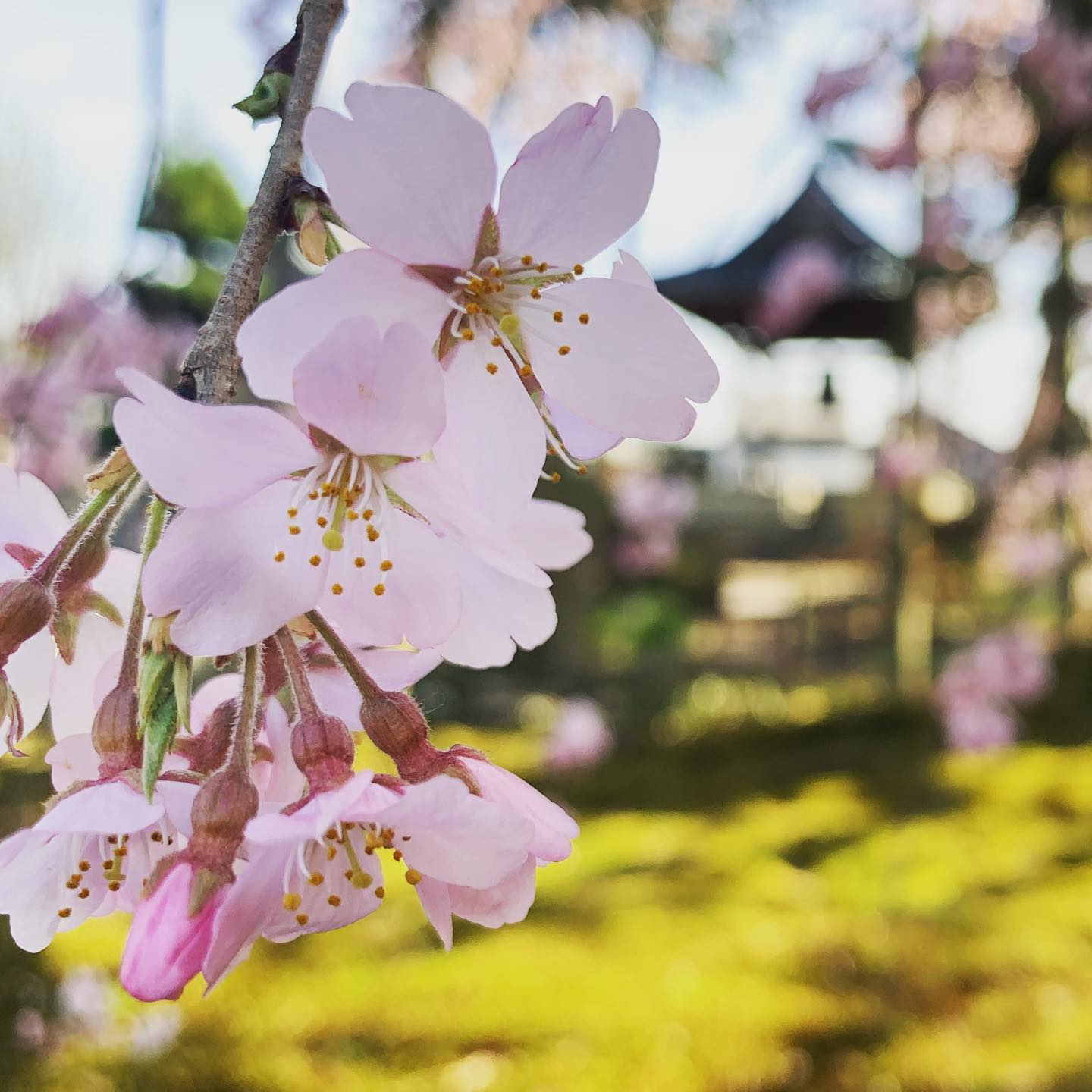 近所のお寺、ちょっとだけ春時間。