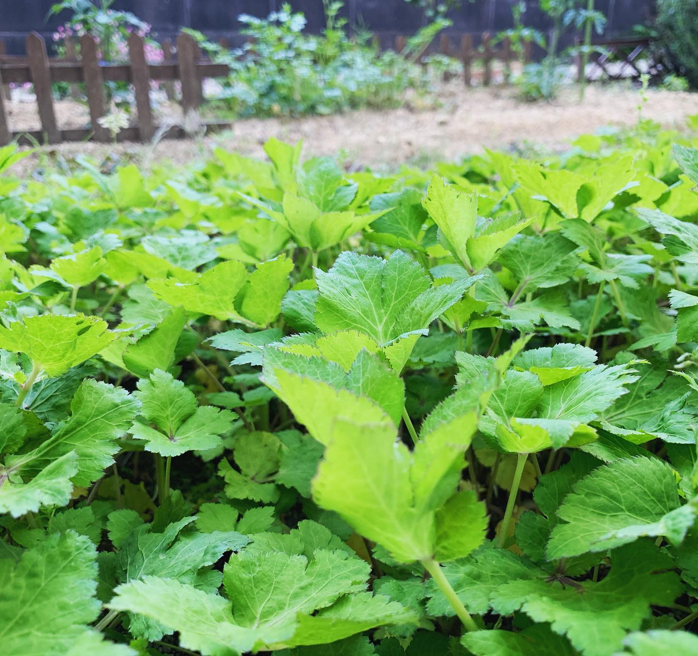 毎年勝手に生えてくる庭の三つ葉、すごいことになってきたので、大量に収穫して、胡麻和えにでも。香りが良い。そして、大葉も勝手に出始めた。皆んな、生きてるなぁ。