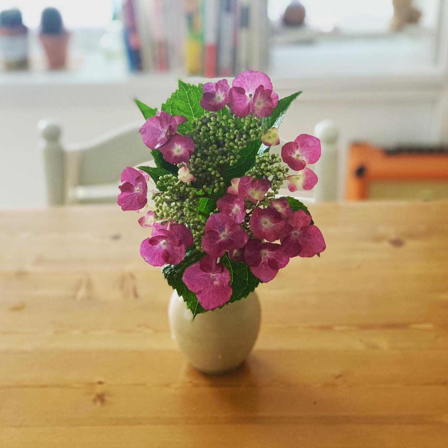 事務所の庭に咲く紫陽花たち。今日は額紫陽花を。咲花言葉は「謙虚」