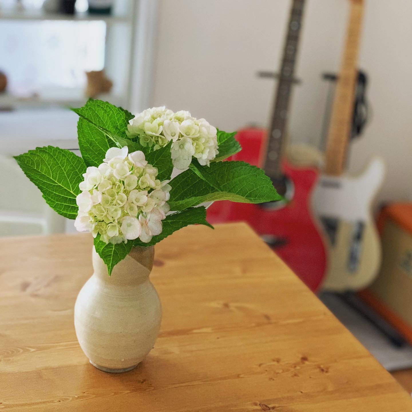 今年も事務所の紫陽花が咲き始めました。好き。