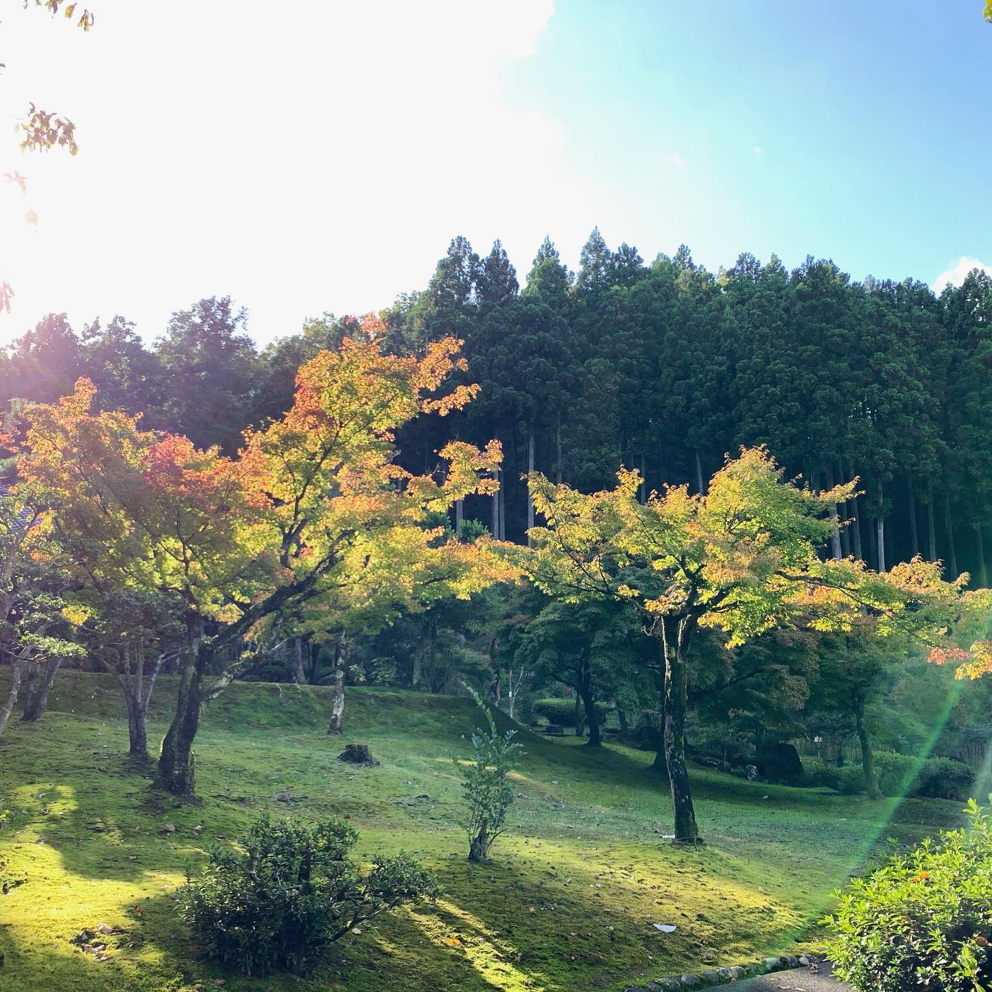 久しぶり、そろりそろりと自然散歩。気持ちいい。クマさん注意。