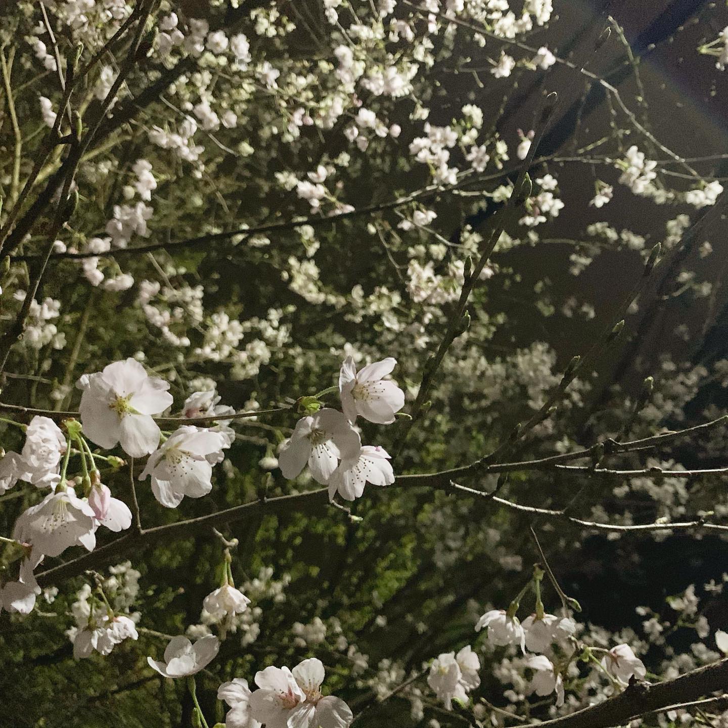 自宅横の夜桜。