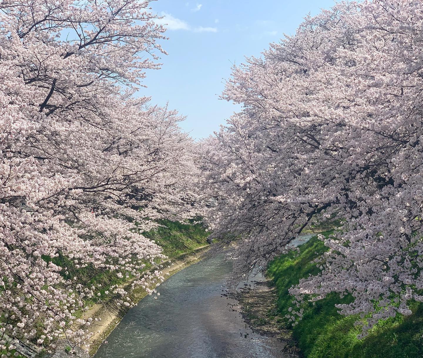 鷄っぷから桜のコース