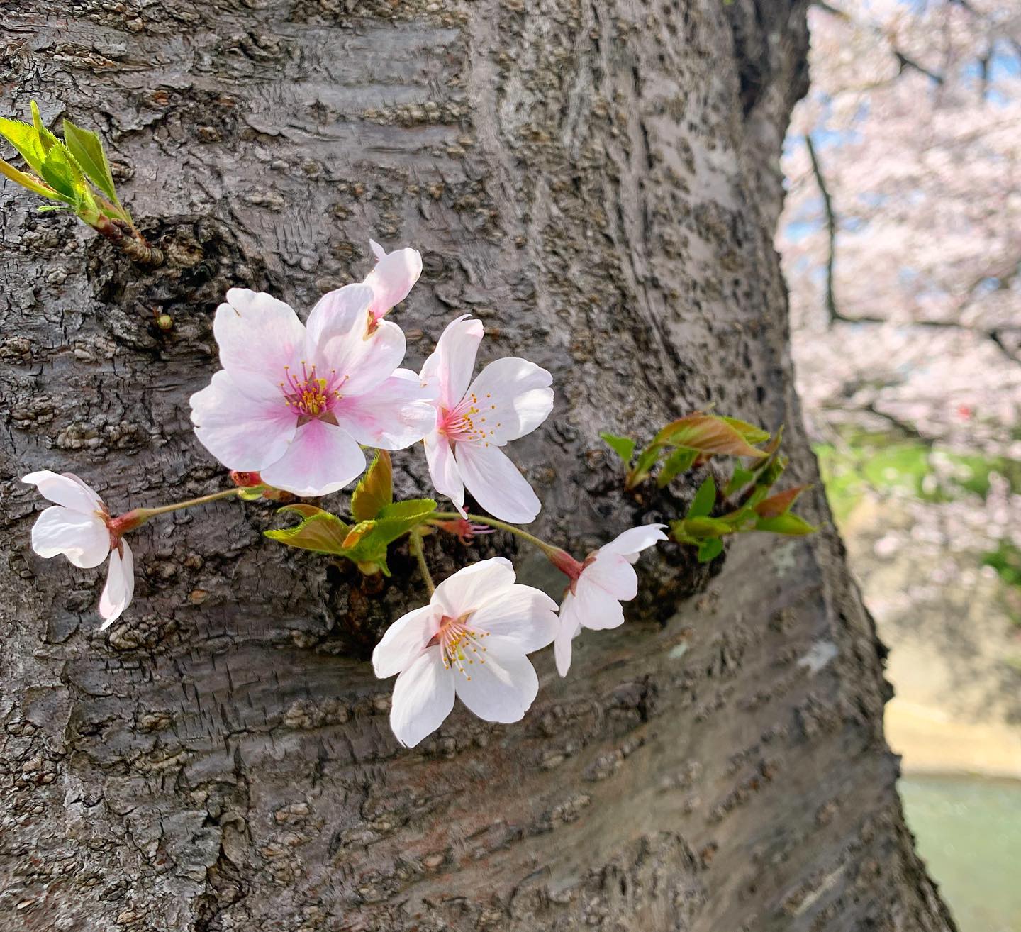 こんな桜が好き