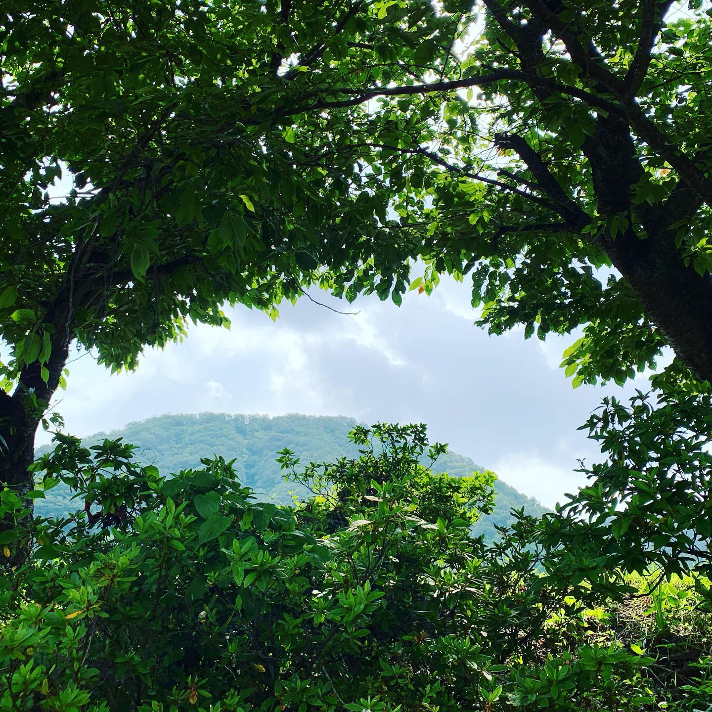 久々に今日の村国山。暑くなってから、お昼散歩に出れなくなってたので、朝散歩にしてみた。でも、既に暑いね。