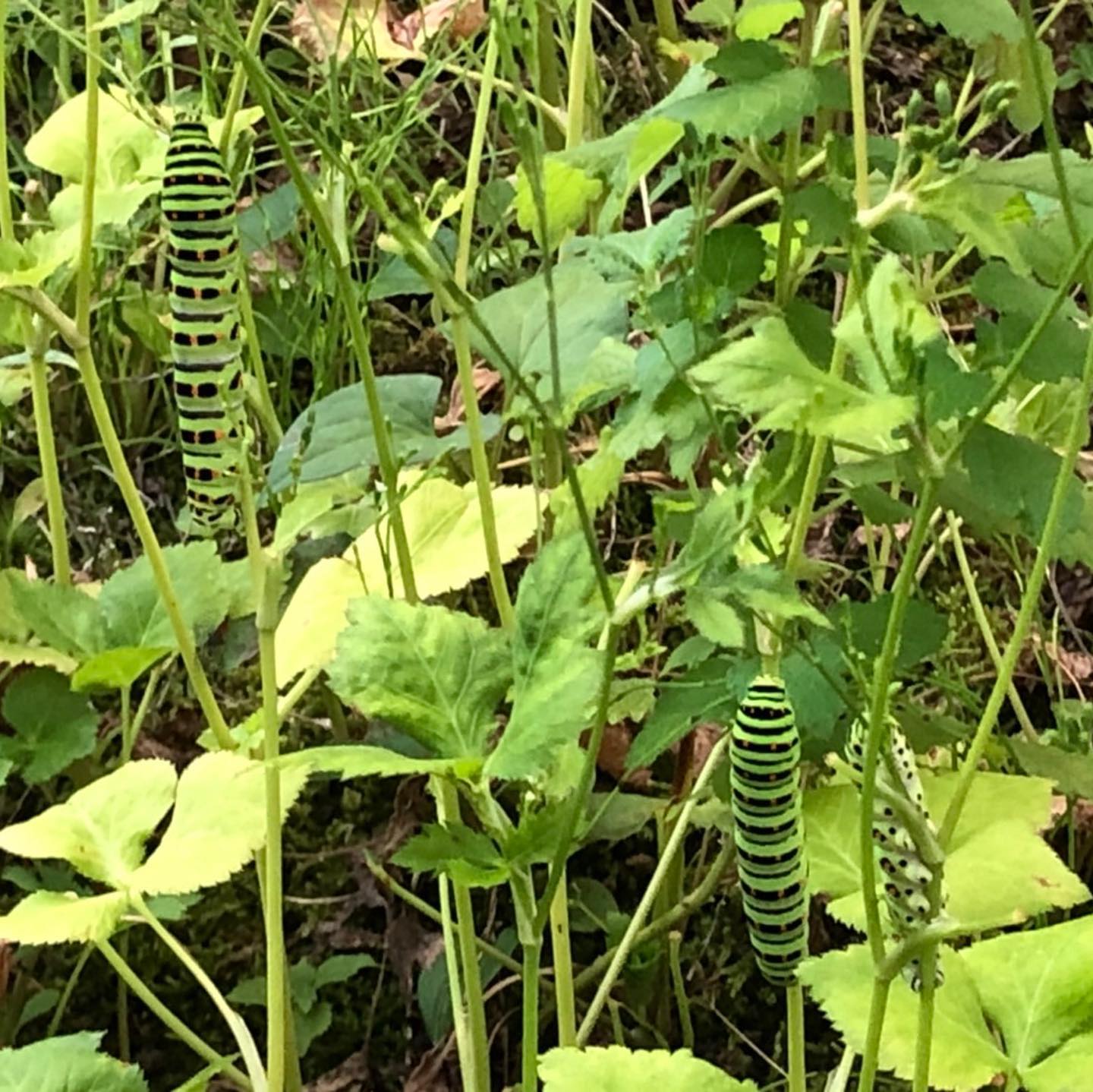 お庭で観察記録。三つ葉を食べ尽くしたこの虫さんたちが急に姿を消して心配してたんですが、本日、蝶になった姿を発見！姪っ子に寄るとキアゲハだそうです。