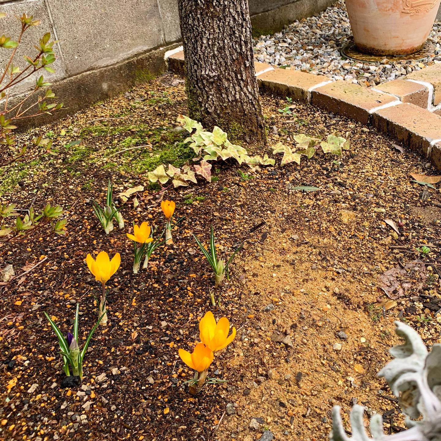 自宅の前庭に球根を植えたクロッカスも咲き始めました草も生えてきました