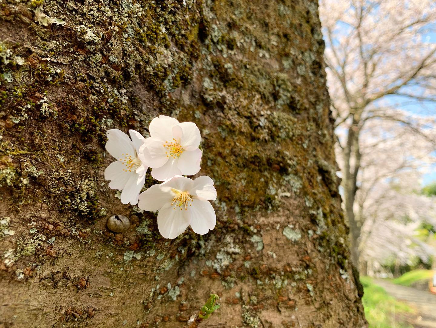 目立たないとこで、ひっそり咲いてる小さな桜が可愛くて好き