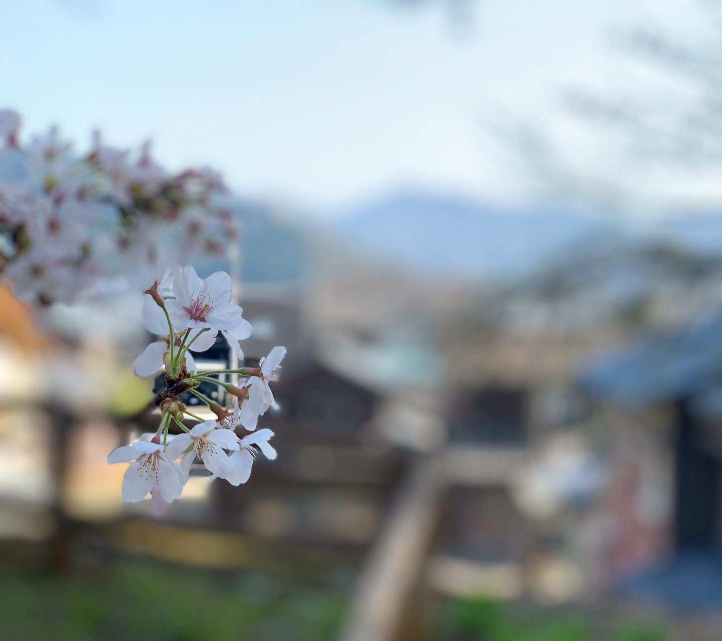 今日のさくら、隙間時間に。「ふるさとの家」では和やかなライブが開かれてました