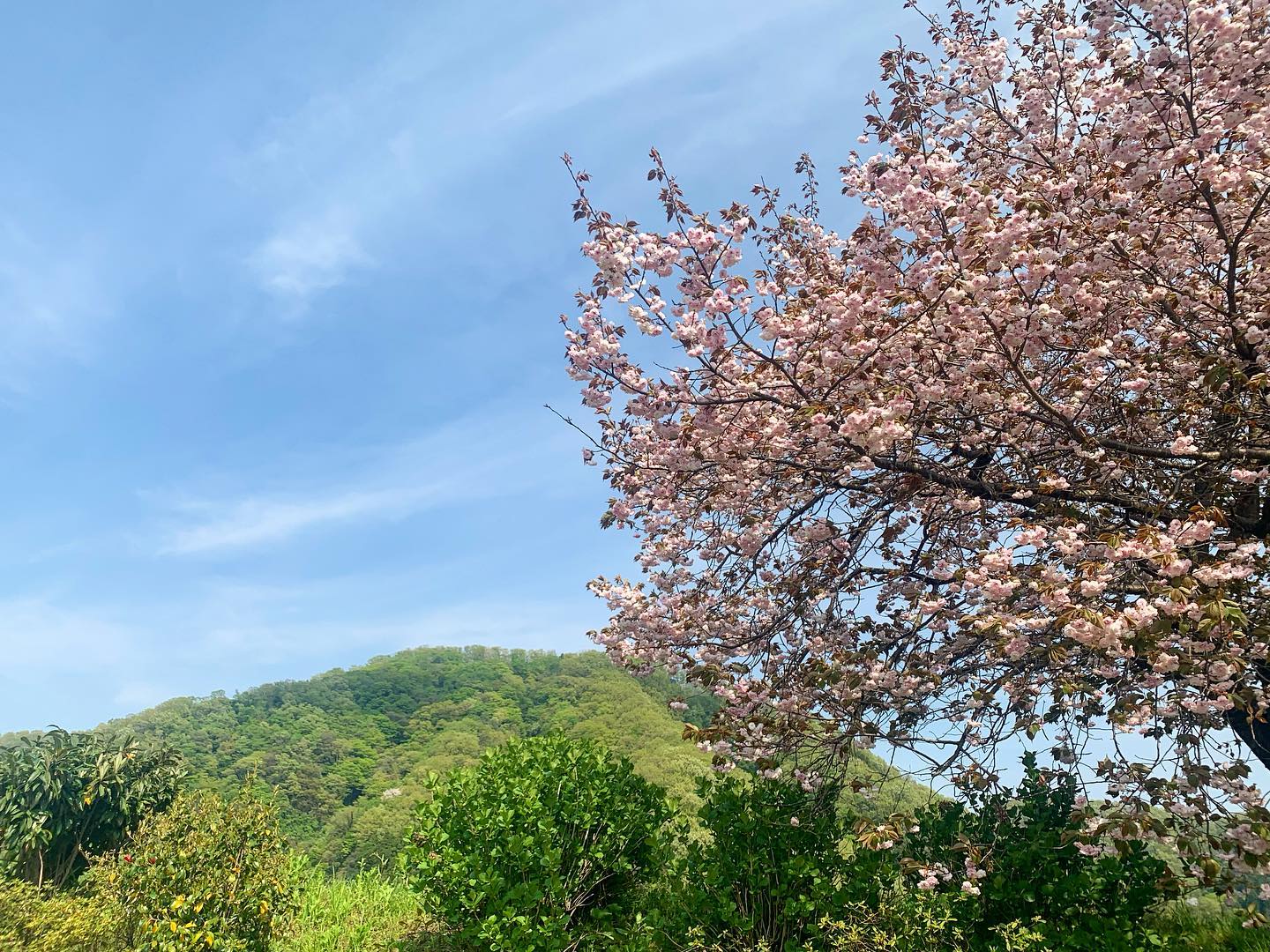 今日の村国山。桜はあっという間に過ぎ去ったけど、まだまだ良い季節ですね