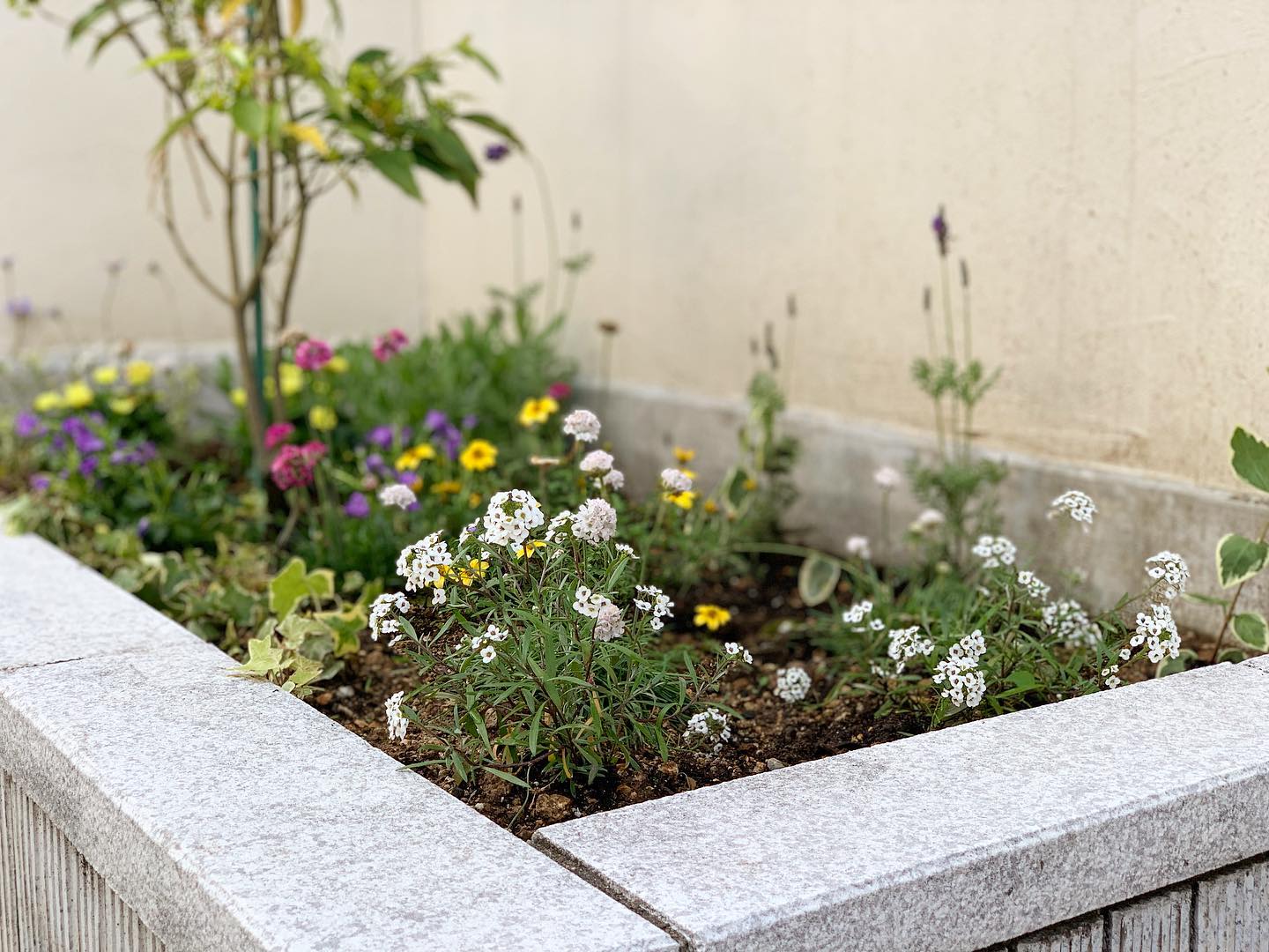 自宅玄関前にお花を植えました。ナチュラルな小花が好きです業者さんが植えてくれたマユミの木がどうしていいか分からないので、広がらないようにくくっています