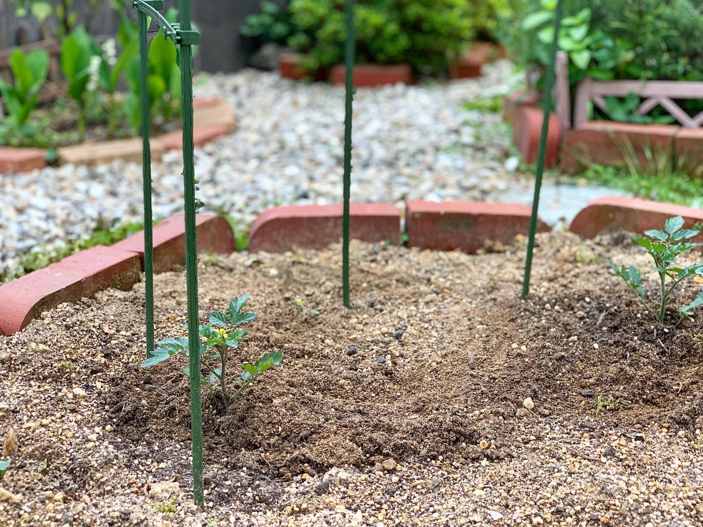 GWにしたこと。ミニトマト苗を植えました今年もたくさん実を付けてくれますように