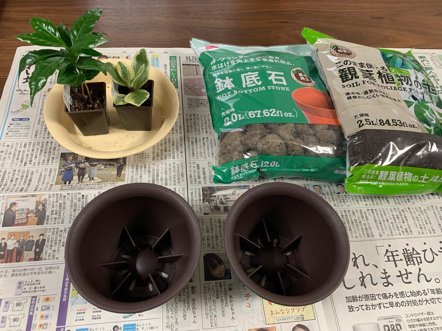 GWにしたこと。百均で購入した観葉植物が大きくなってきたので、百均の土で、百均の鉢（2個で100円）に植え替えました。植え替え後は、根っこも伸び伸びコスパよく楽しめる遊びです