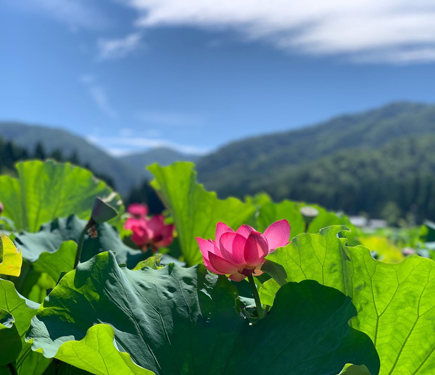 先日、花はす祭りに。毎日暑いけど、たまにはお外に出ないとね