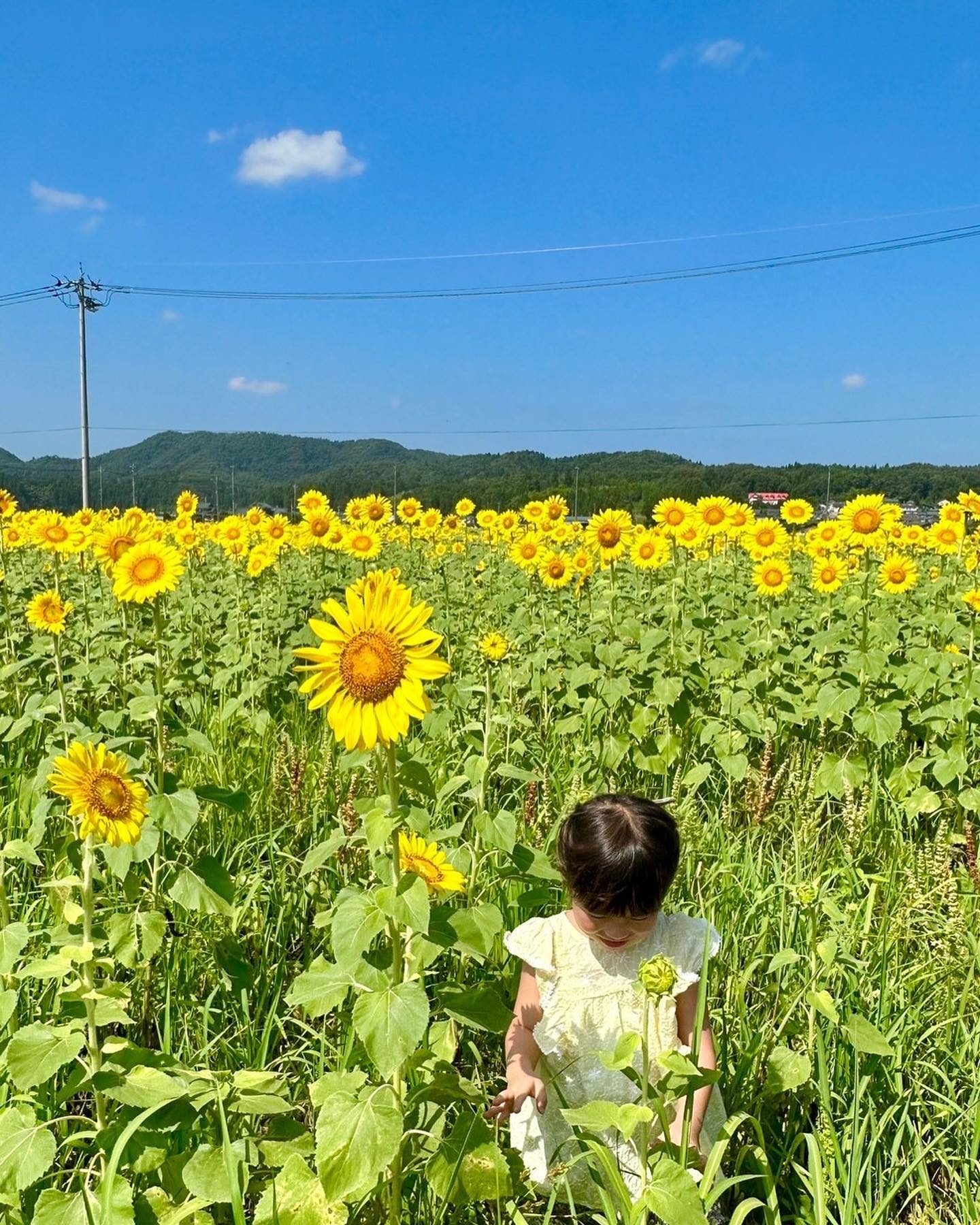 この土日、ゆずちゃんが初めてお泊りに来てくれて、今日はひまわりを見に行ったり、海や滝をまわったり、途中でソフトクリームを食べたり、暑い夏を満喫昨夜は花火もして、楽しかったね。お寿司や焼肉も喜んでくれたし、実家からもらった白山のスイカも美味しく頂きましたあと半分の夏休み、元気に過ごしてね️